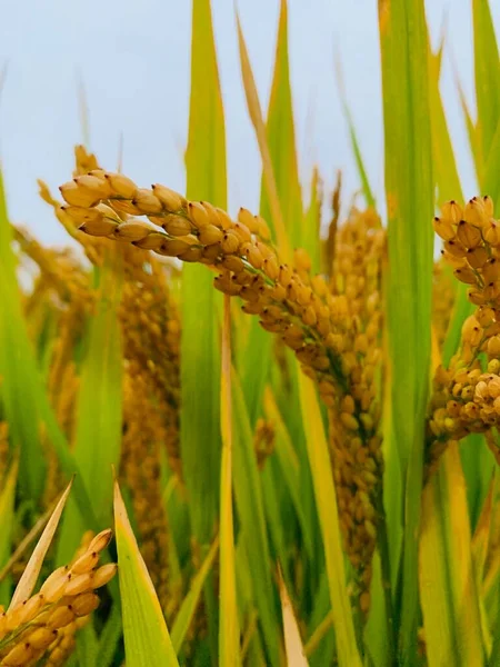 Вуха Пшениці Полі — стокове фото
