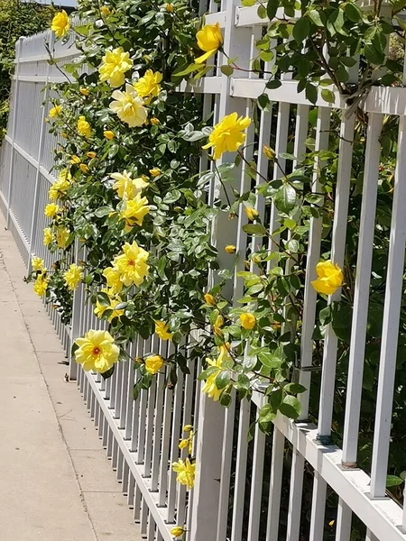 stock image yellow flowers in the garden