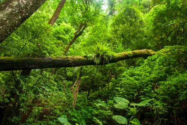 Grön Skog Skogen — Stockfoto