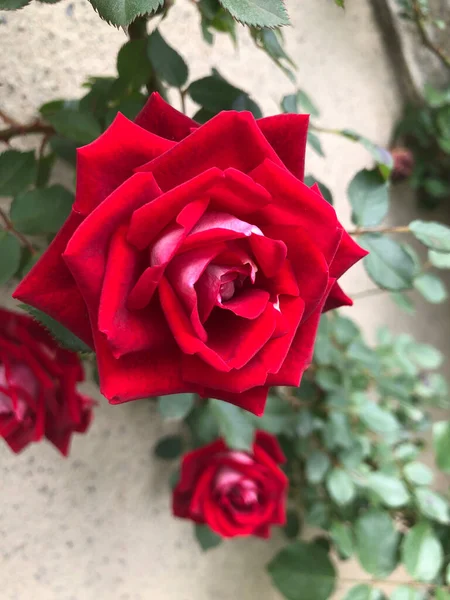 stock image beautiful red roses in the garden