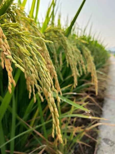 Зелене Рисове Поле Синім Фоном Неба — стокове фото