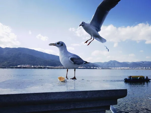 Martı Denizin Üzerinde Uçuyor — Stok fotoğraf