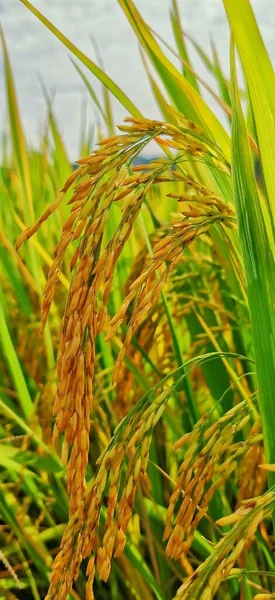 泰国的绿稻田 — 图库照片