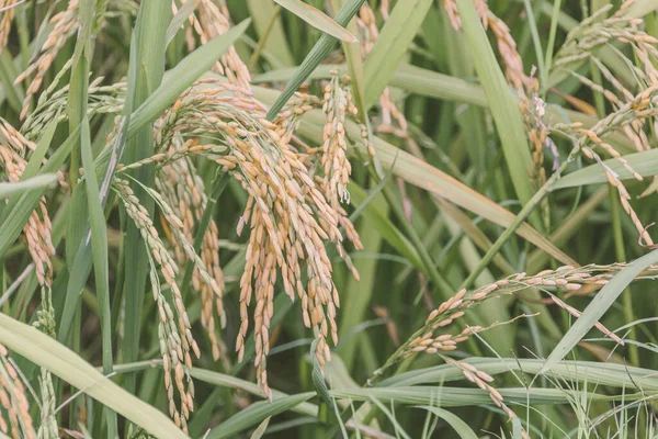 Рисове Поле Зелена Трава Флора — стокове фото