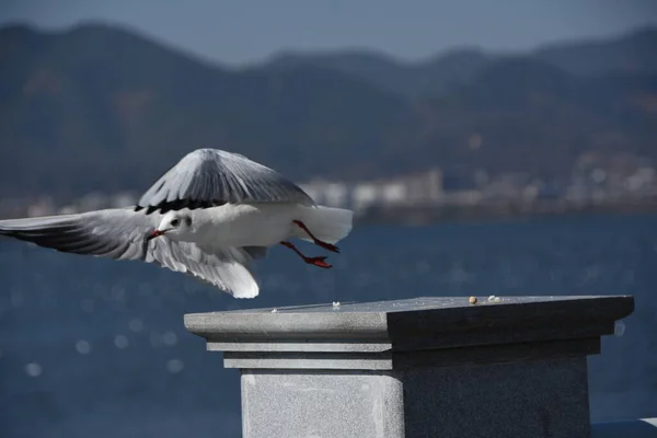 Martı Denizin Üzerinde Uçuyor — Stok fotoğraf