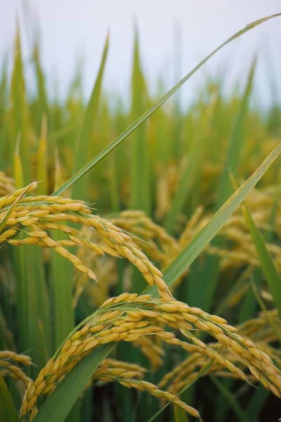 Зелене Пшеничне Поле Влітку — стокове фото