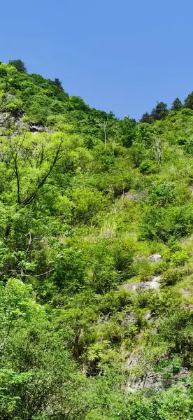 stock image green forest in the mountains