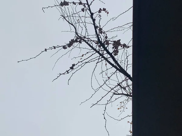 stock image tree branches, flora and nature