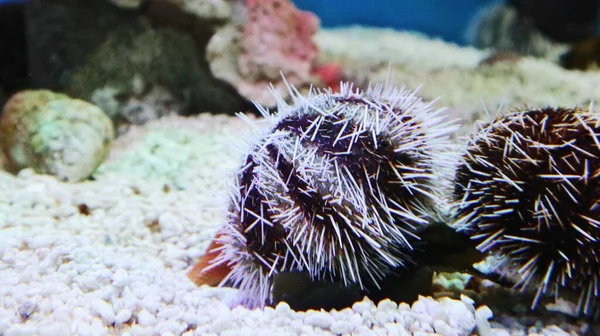 beautiful sea urchin in the aquarium