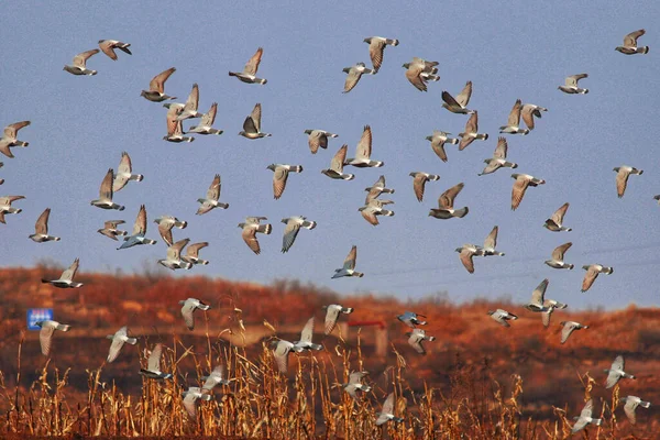 Zwerm Vogels Die Lucht Vliegen — Stockfoto