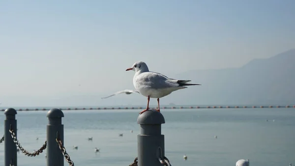 Rıhtımdaki Martı — Stok fotoğraf