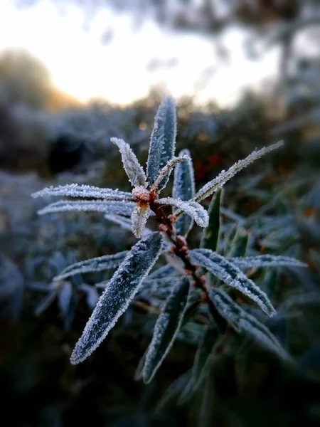 frozen plants in the winter forest