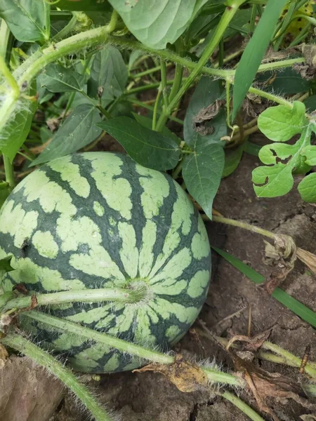 ripe watermelon on the farm