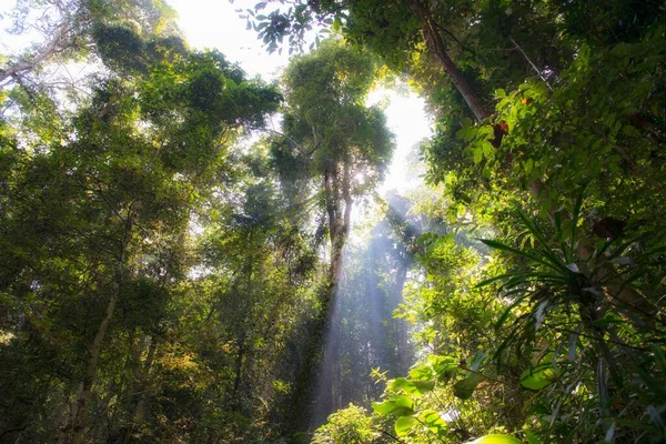 Floresta Verde Selva — Fotografia de Stock