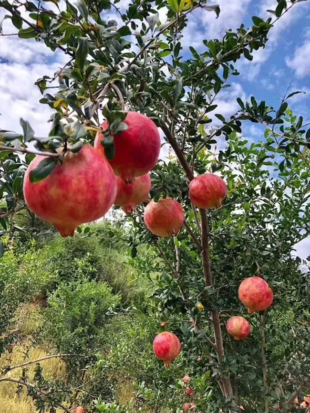 red apple tree with green leaves