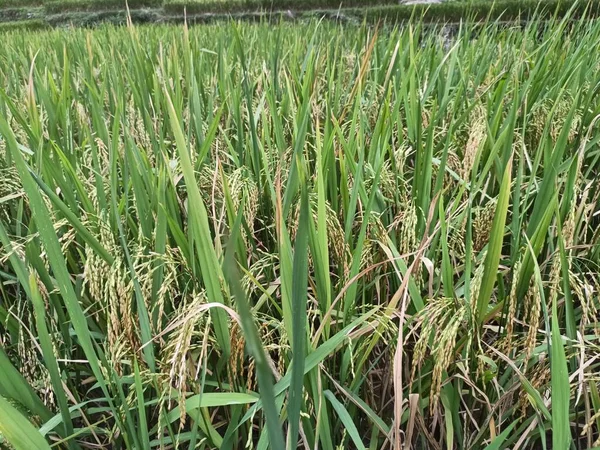 农村的绿稻田 — 图库照片