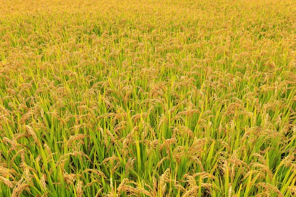 Зелене Рисове Поле — стокове фото