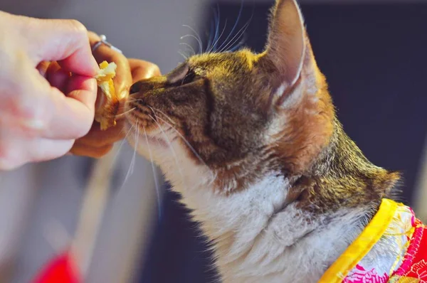 cat with a brush on the background