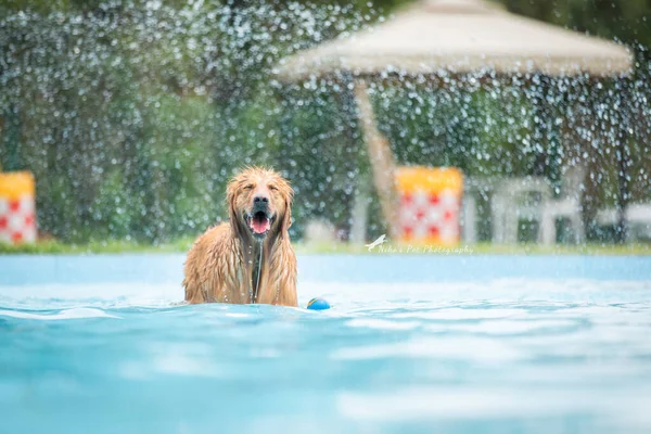 cute dog in the pool