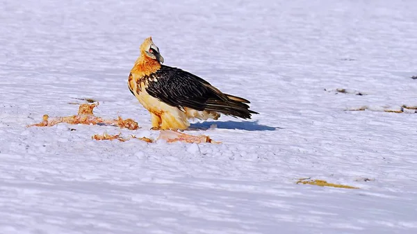 eurasian bird in the snow