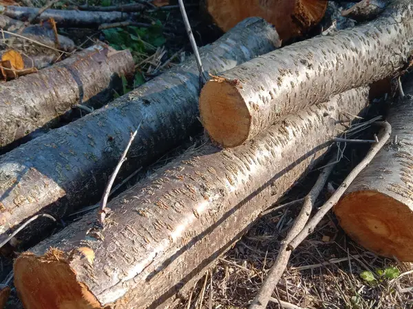a pile of logs in the forest