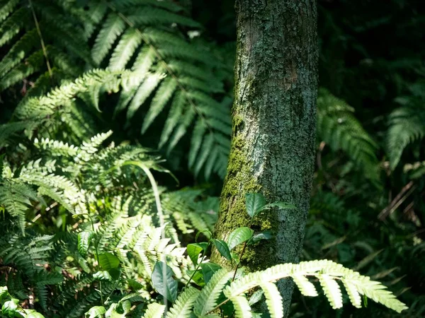 Feuilles Fougère Verte Dans Forêt — Photo