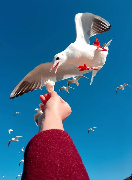 Martı Gökyüzünde Uçuyor — Stok fotoğraf