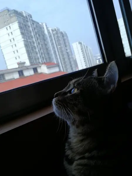 stock image cat sitting on the roof of the house