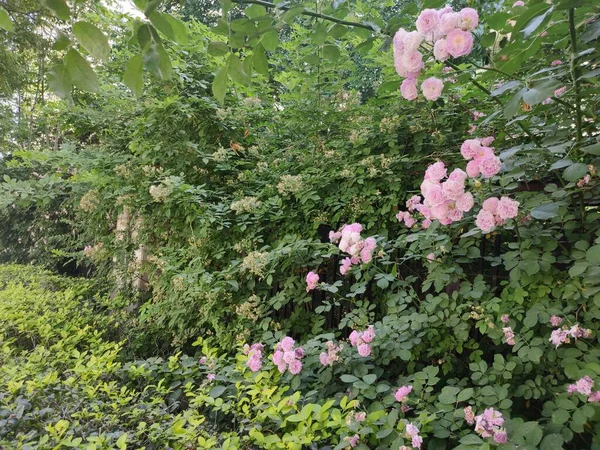 stock image beautiful flowers in the garden