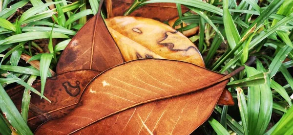 a closeup shot of a young woman with a leaf