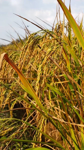 Campo Arroz Campo —  Fotos de Stock