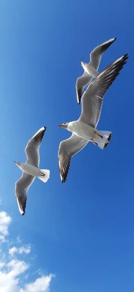 Martı Gökyüzünde Uçuyor — Stok fotoğraf