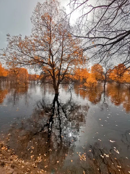 autumn landscape with trees and reflections