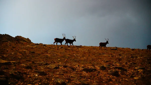 a group of deer in the mountains