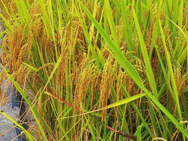Tailand稻田 — 图库照片