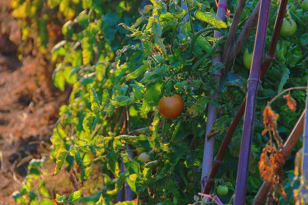 fresh ripe tomatoes on a tree in the garden