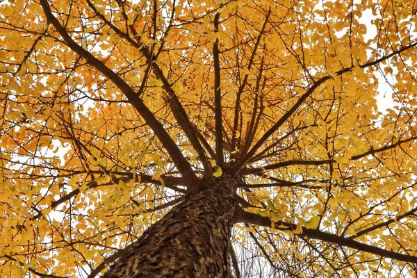 stock image autumn leaves in the forest