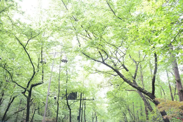 stock image beautiful view of the park