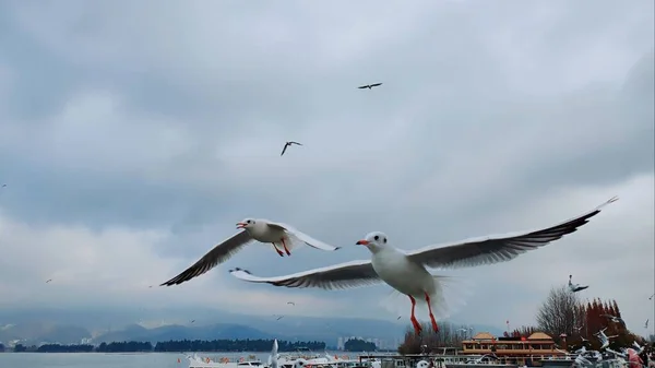 Martılar Denizin Üzerinde Uçuyor — Stok fotoğraf