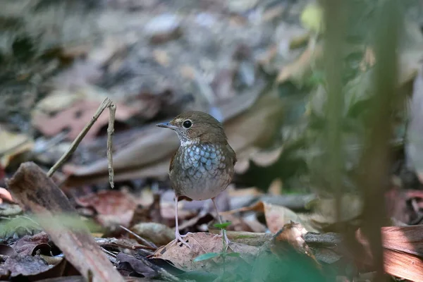 beautiful bird in the forest