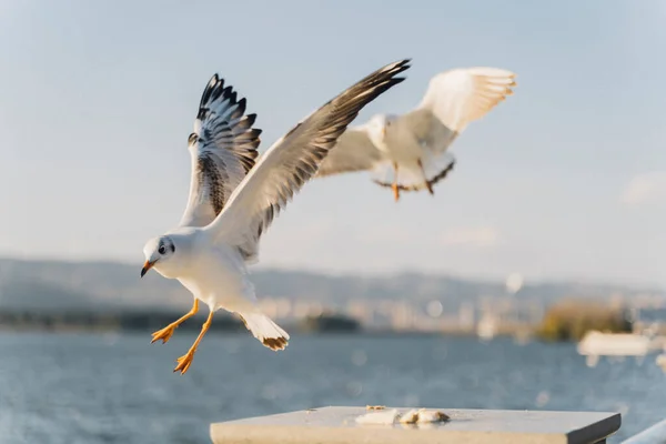 Martı Gökyüzünde Uçuyor — Stok fotoğraf