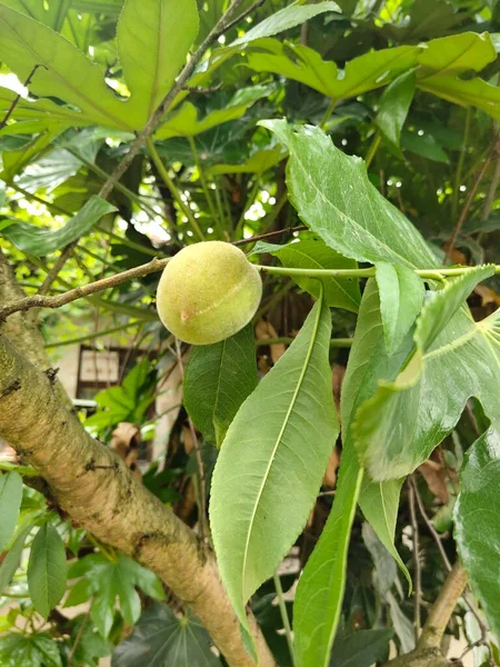 stock image green ripe mango fruit on tree