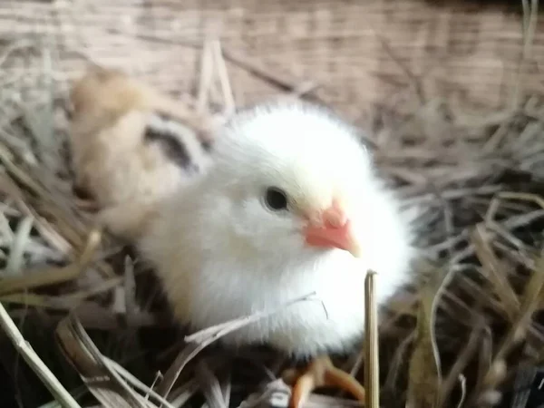 white chicken in the nest