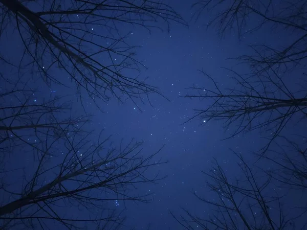 Cielo Nocturno Con Estrellas Árboles — Foto de Stock