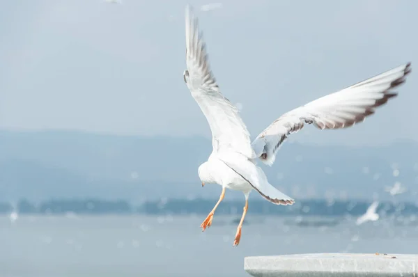 Martı Gökyüzünde Uçuyor — Stok fotoğraf