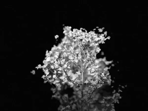 beautiful flowers on black background