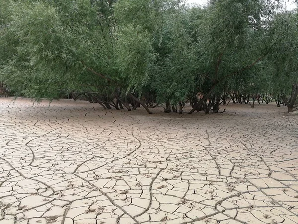 dry tree with a small lake