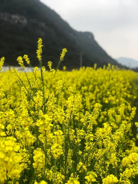 stock image beautiful landscape with a field of yellow flowers