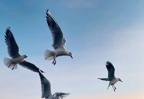 Чайки Летающие Небе — стоковое фото