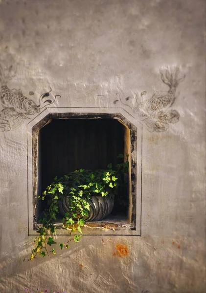 old wooden window with a green leaves